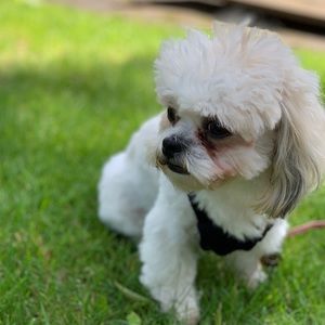 Meet your Posher, Satie